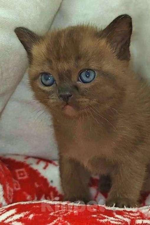 Кошки в Москве: Котики АМЕРИКАНСКОЙ ТРАДИЦИОННОЙ БУРМЫ Мальчик, Бесплатно - фото 3