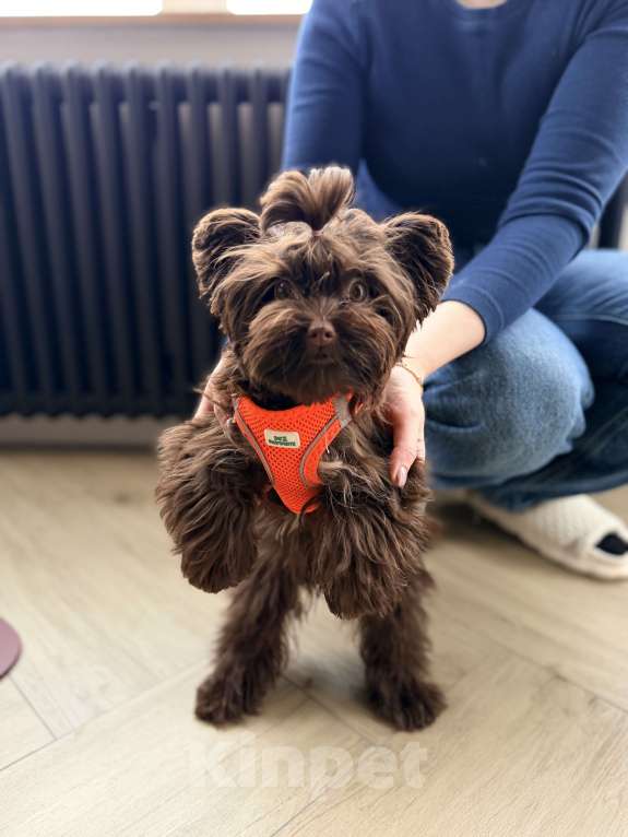 Собаки в Пятигорске: Мальтипу щенок 4 месяца  Девочка, 150 000 руб. - фото 2