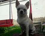 Собаки в Строителе: Вязка кобель чихуахуа Мальчик, 1 000 руб. - фото 1