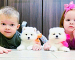 Собаки в Архангельске: Малыши ми-ми-ми-мишки Самоедские Собачки, 35 000 руб. - фото 1