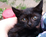 Кошки в Арзамасе: Котята в добрые руки, Бесплатно - фото 2