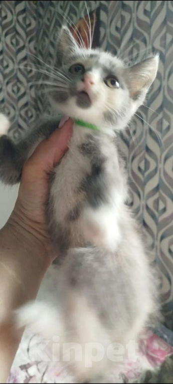 Кошки в Белово: Котёнок в добрые руки Девочка, Бесплатно - фото 5