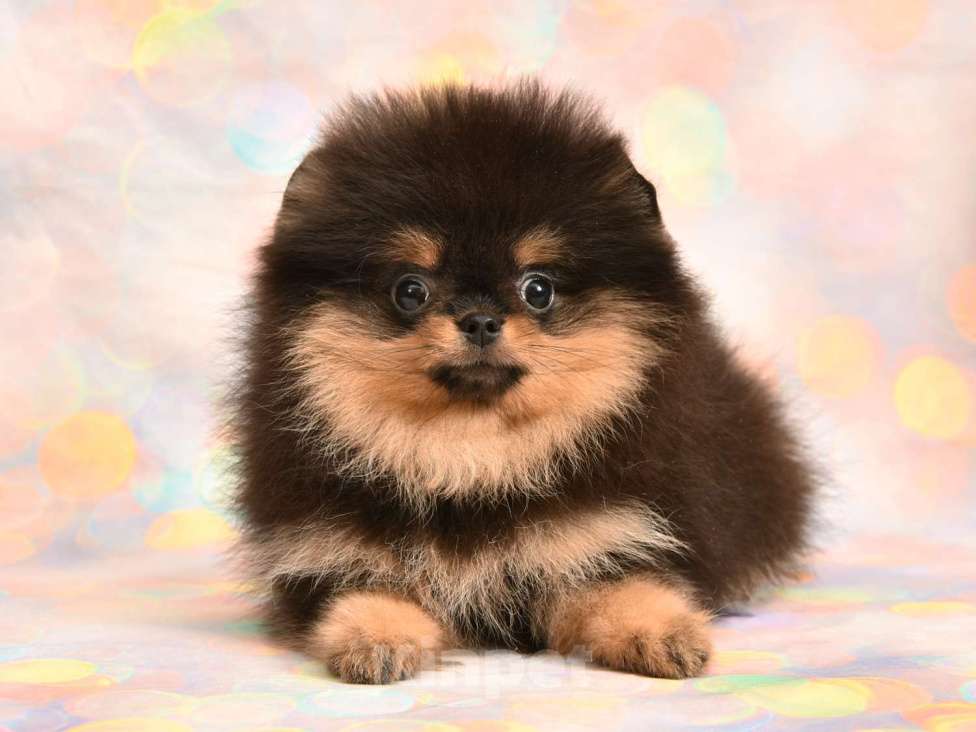 Собаки в Москве: Шпиц померанский карликовый девочка (красотка)  Девочка, 50 000 руб. - фото 6