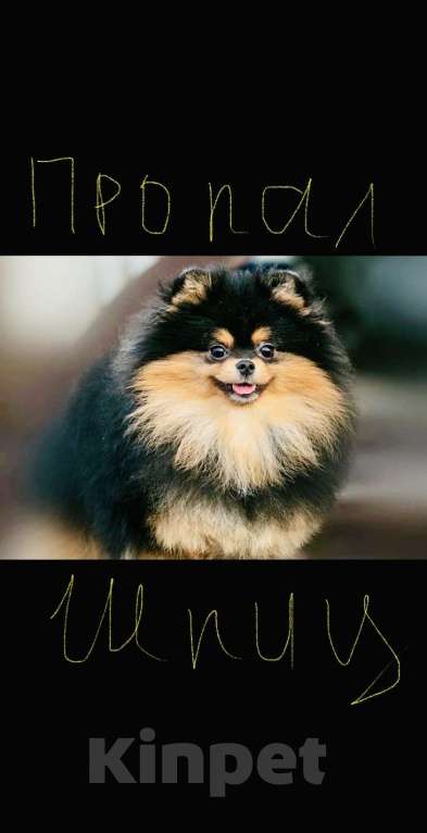 Собаки в Санкт-Петербурге: Потерялся черный шпиц! Крестовский остров СПб  Мальчик, 20 000 руб. - фото 4