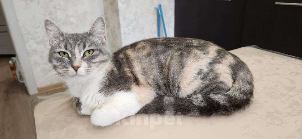 Кошки в Санкт-Петербурге: Трехцветочка в добрые руки Девочка, Бесплатно - фото 1