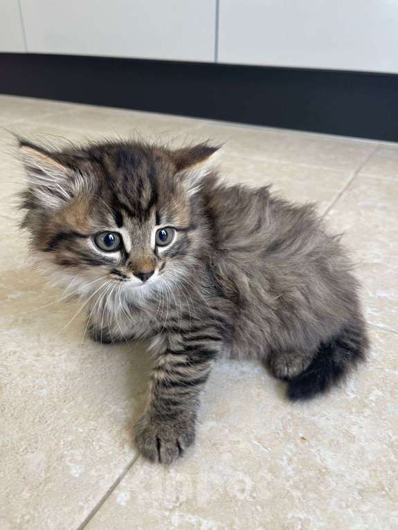 Кошки в Москве: Отдам в добрые руки Мальчик, Бесплатно - фото 2