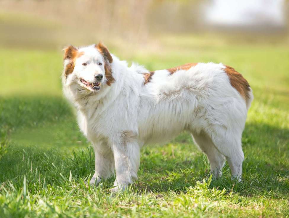 Собаки в Москве: Пушистый Таир ищет дом! Мальчик, Бесплатно - фото 3