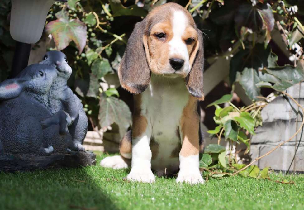 Собаки в Краснодаре: Щенки биглюши! Мальчик, Бесплатно - фото 2