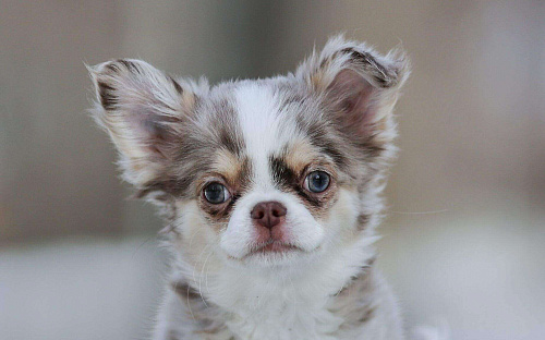 Мальчик шоколадно подпалый мрамор, мерле