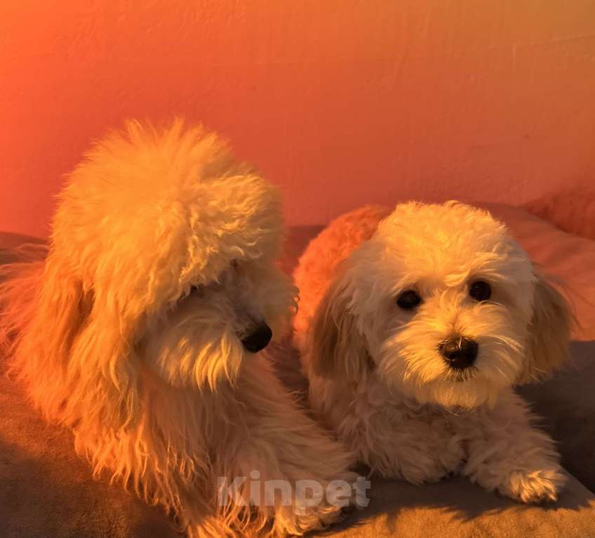 Собаки в Перми: Тоша  Мальчик, Бесплатно - фото 2