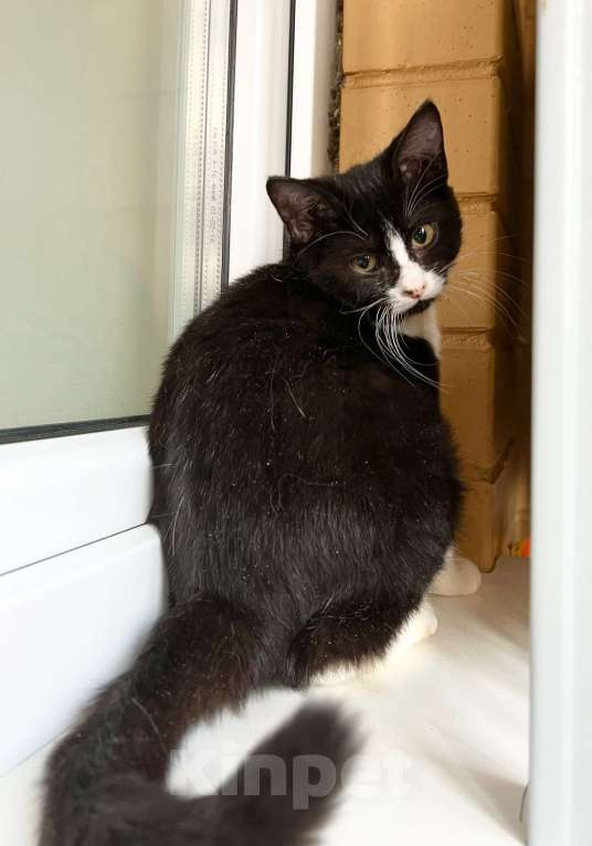 Кошки в Москве: Котенок Ляля - идеальный по характеру ребенок в добрые руки Девочка, Бесплатно - фото 6