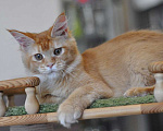 Кошки в Одинцово:  Рыжая красотка Джиджи Девочка, 30 000 руб. - фото 5