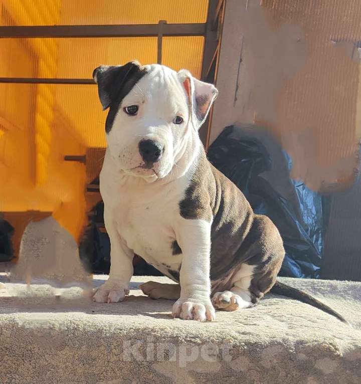 Собаки в Волхове: Щенок амстафф мальчик Мальчик, 80 000 руб. - фото 3