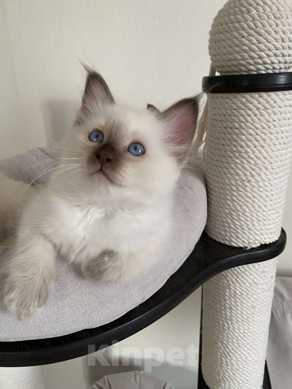 Кошки в Москве: Котенок Патрик МАРИТАНА КЭТ Мальчик, Бесплатно - фото 4