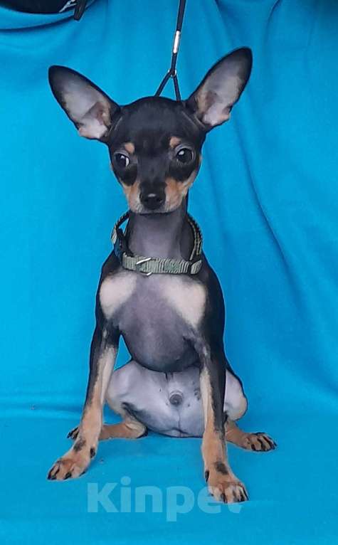 Собаки в Екатеринбурге: Щенки русского тоя гладкошёрстного Мальчик, 25 000 руб. - фото 4