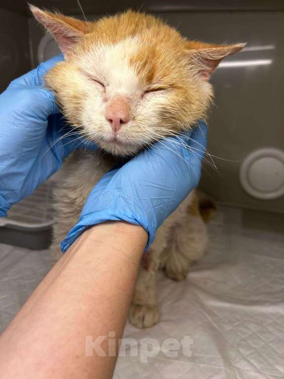 Кошки в Москве: Отдам кота в добрые руки бесплатно Мальчик, Бесплатно - фото 3