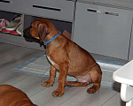 Собаки в Одинцово: Мальчик родезийский риджбек петкласс Мальчик, Бесплатно - фото 8
