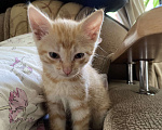 Кошки в Улане-Удэ: Котенок  в добрые руки к лотку приучен Мальчик, Бесплатно - фото 2