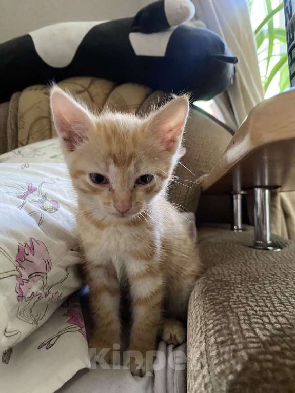 Кошки в Улане-Удэ: Котенок  в добрые руки к лотку приучен Мальчик, Бесплатно - фото 2