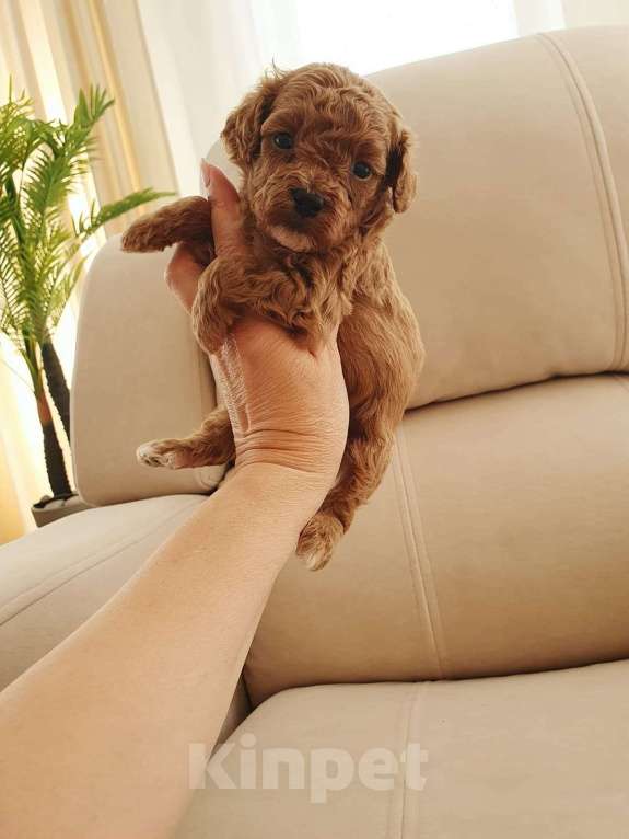 Собаки в Москве: Мальтипу f-1  Мальчик, Бесплатно - фото 4