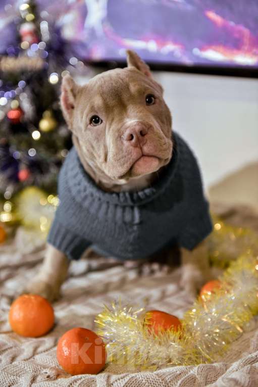 Собаки в Мурином: Ивар Мальчик, 120 000 руб. - фото 1