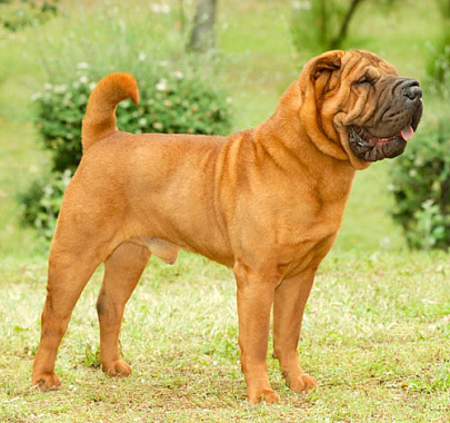 Изображениe — Шарпей Шарпей