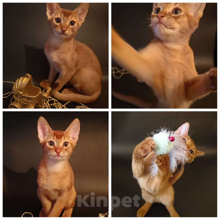 Кошки в Москве: Премиальные абиссинские котята Мальчик, 95 000 руб. - фото 2