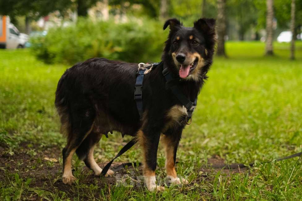 Собаки в Санкт-Петербурге: Дельта из приюта в добрые руки Девочка, Бесплатно - фото 3