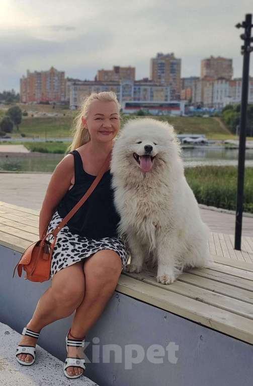 Собаки в Москве: Самоеды детки Девочка, 50 000 руб. - фото 5