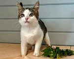 Кошки в Москве: Котёнок в добрые руки Девочка, Бесплатно - фото 2