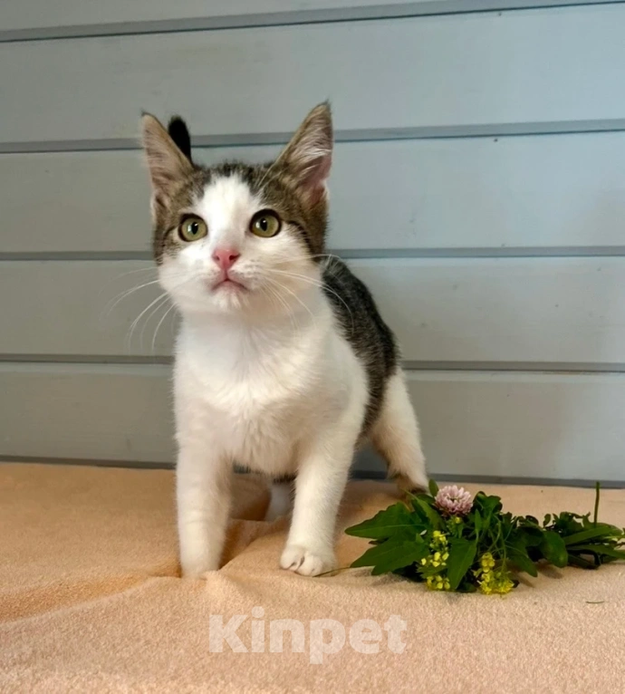Кошки в Москве: Котёнок в добрые руки Девочка, Бесплатно - фото 2
