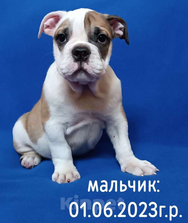 Собаки в Ангарске: Английский бульдог Мальчик, 30 000 руб. - фото 1