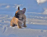 Собаки в Москве: Девочка французского бульдога  Девочка, 50 000 руб. - фото 10