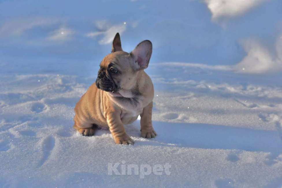 Собаки в Москве: Девочка французского бульдога  Девочка, 50 000 руб. - фото 10