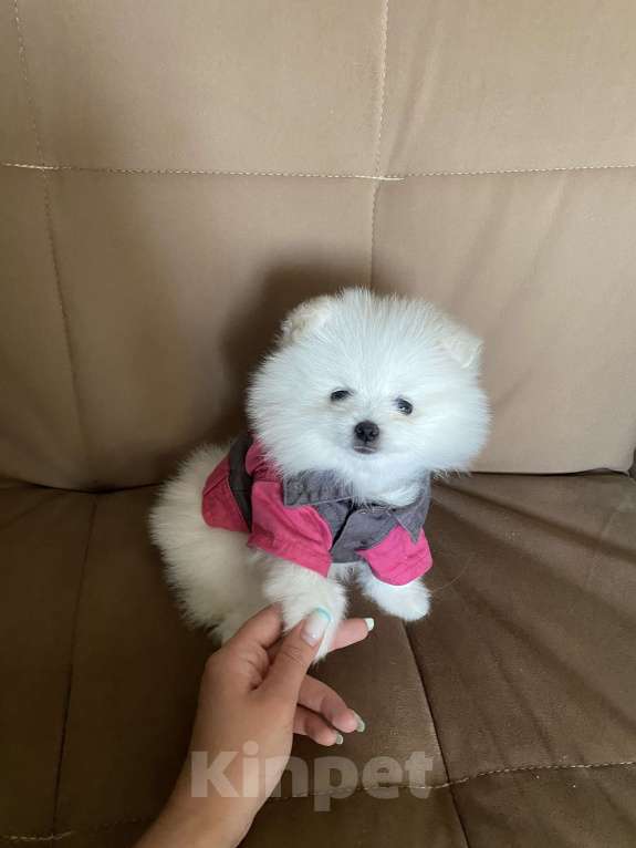Собаки в Ногинске: Померанский шпиц девочки Девочка, 30 000 руб. - фото 2