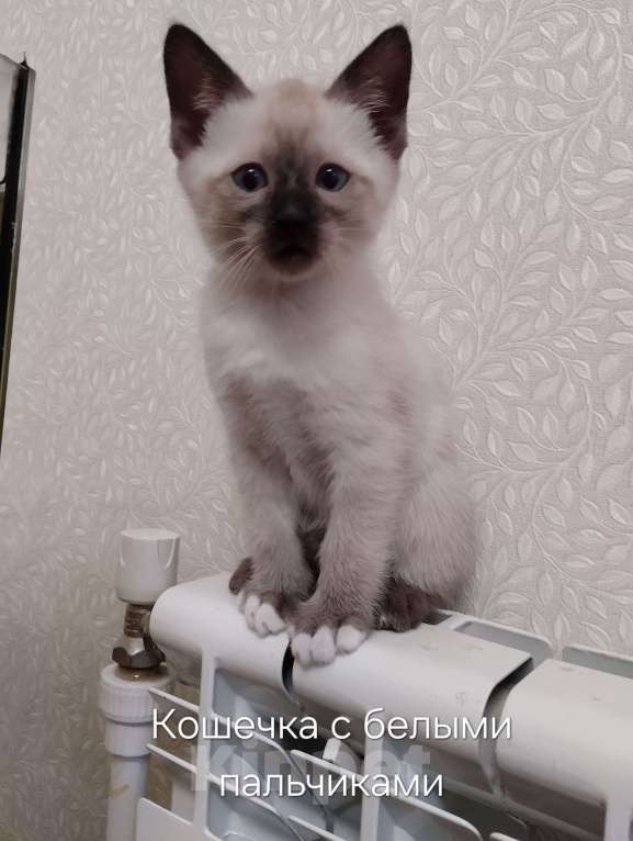 Кошки в Москве: Котята меконгский бобтейл Мальчик, 15 000 руб. - фото 5