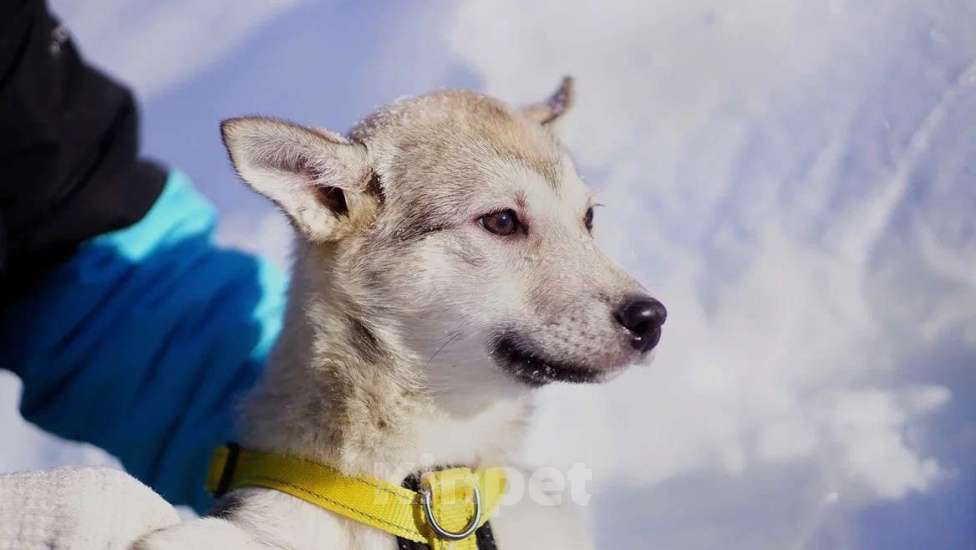 Собаки в Ногинске: Маленькая Чуда ждёт свою семью в приюте Девочка, Бесплатно - фото 4