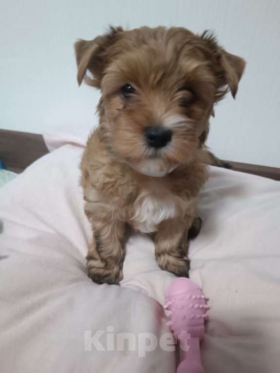 Собаки в Мытищах: Продажа Маленький руссаленок Мальчик, 70 000 руб. - фото 2