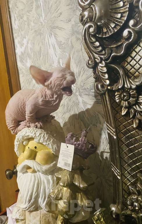 Кошки в Сочи: Бамбино Мальчик, 30 000 руб. - фото 6