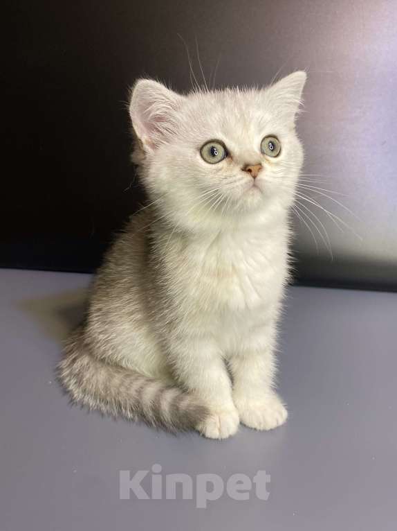 Кошки в Москве: Милаши Мальчик, 35 000 руб. - фото 8