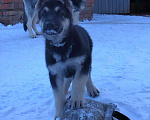 Собаки в других городах Краснодарского края: Щенки Восточноевропейской овчарки  Мальчик, 60 000 руб. - фото 5