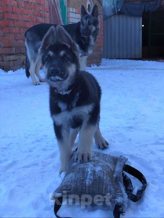 Собаки в других городах Краснодарского края: Щенки Восточноевропейской овчарки  Мальчик, 60 000 руб. - фото 5