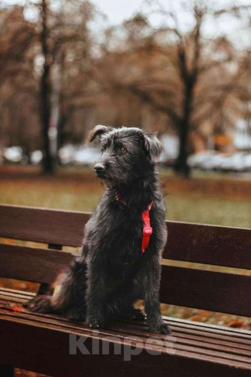 Собаки в Москве: Бородатик Соня ищет дом Девочка, 1 руб. - фото 7