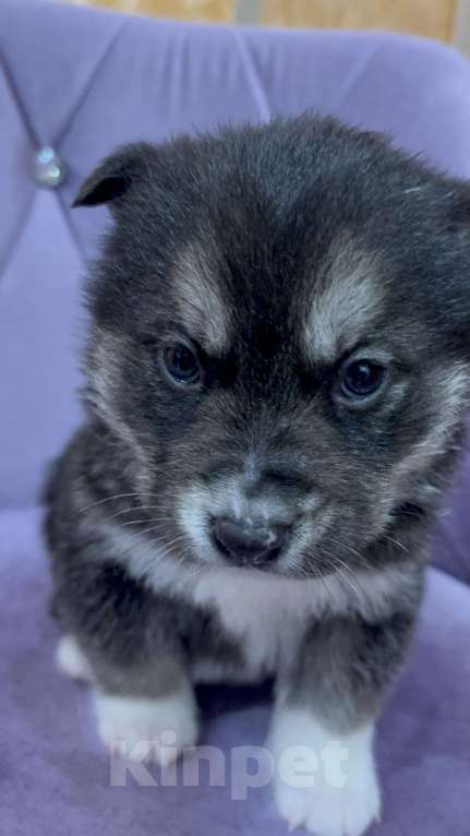 Собаки в других городах Свердловской области: Пирожок Мальчик, Бесплатно - фото 3