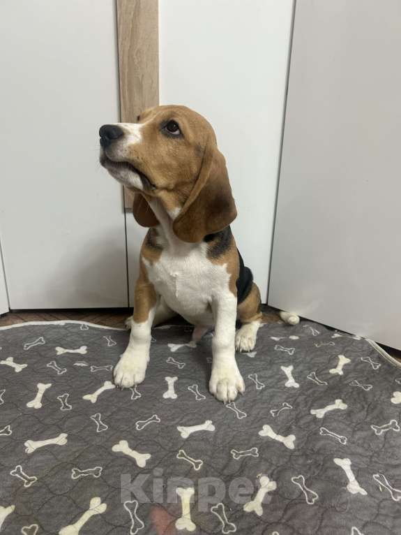 Собаки в Волжском: Продаются щенки  Мальчик, 25 000 руб. - фото 3