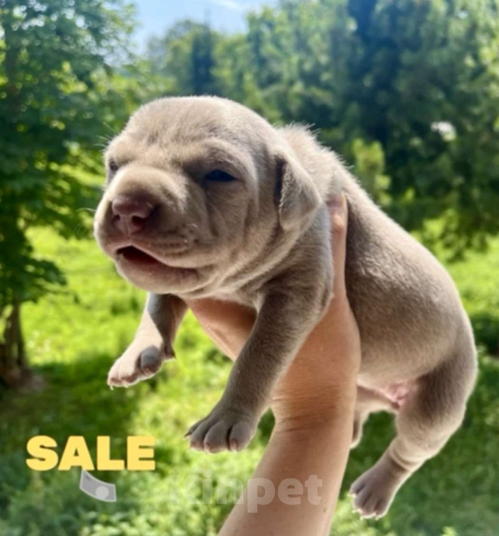 Собаки в других городах Калужской области: Щенки прайтер девочки  Девочка, 120 000 руб. - фото 7