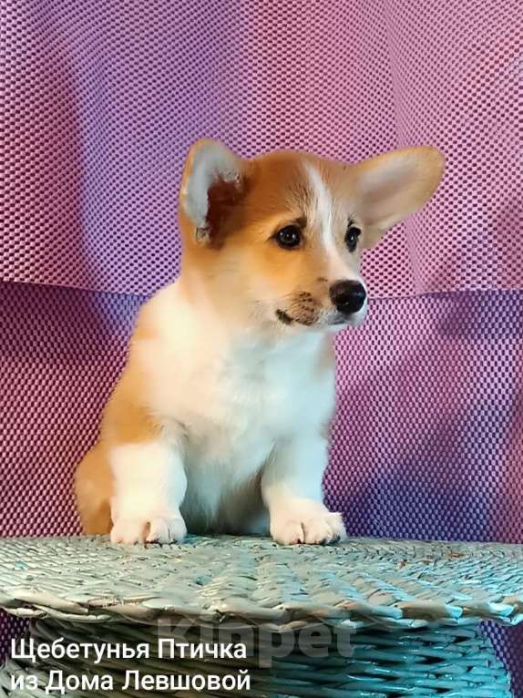 Собаки в других городах Тверской области: Щебетунья Птичка из Дома Левшовой Девочка, 50 000 руб. - фото 5