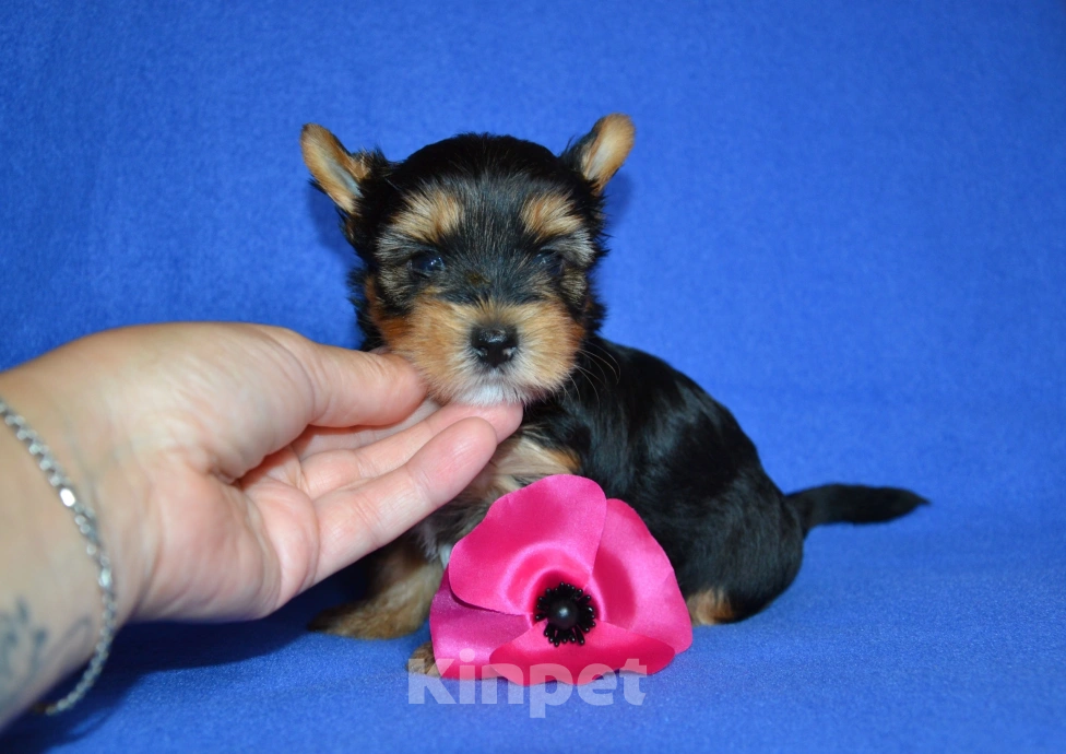 Собаки в Москве: Щенки йоркширского терьера  Мальчик, 25 000 руб. - фото 4