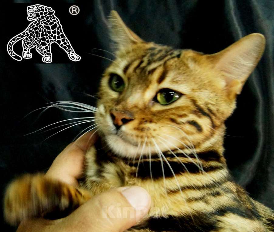 Кошки в Петропавловске-Камчатском: Бенгальский котенок. ШОУ класс Девочка, Бесплатно - фото 2