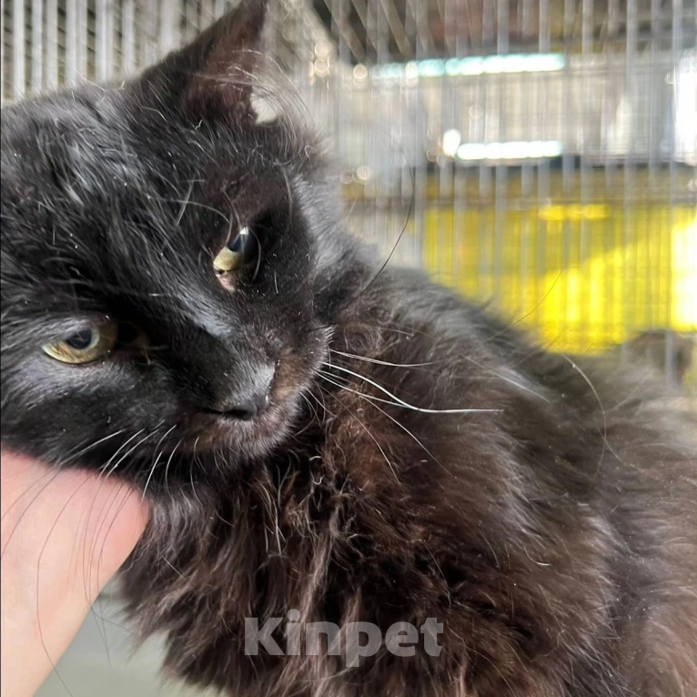 Кошки в Москве: Котику отрубили хвостик Мальчик, Бесплатно - фото 3